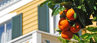 Others include bananas, figs and guava, along with loquats, mulberries and persimmons. Best Fruit Trees For Your South Florida Garden