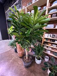 Image result for Euphorbia dedzana