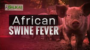 Infected animals get a high fever and internal bleeding. African Swine Fever Banta Sa Swine Industry Pero Hindi Human Health Threat Balikas News Network
