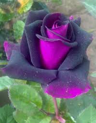 Unusual Roses Google Search Beautiful Rose Flowers Rose Seeds Rare Roses