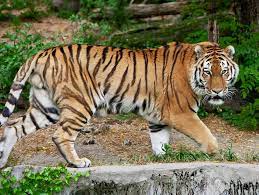 Superb Markings On This Stunning Looking Tiger Large Cats Small Wild Cats Beautiful Cats