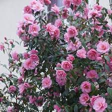 Camellia Japonica Pink Camellia Shade Tolerant Plants Pink Garden