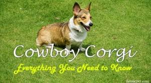 Check spelling or type a new query. Cowboy Corgi Facts Everything You Need To Know Ihomepet
