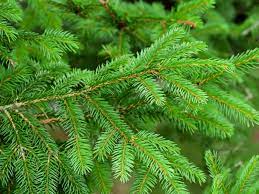 Where on the fern plant are sporangia and spores located? The Difference Between Evergreens And Conifers