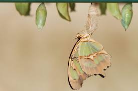 Garden project plans created date: Butterfly House Horniman Museum And Gardens