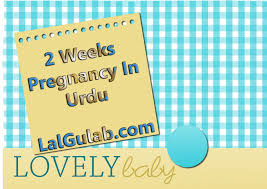 Found relief to be pregnant. 2 Weeks Pregnant Urdu 2 Week Pregnancy Hindi Hamal Ka Dusra Hafta Urdu Hindi