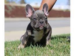 Amityalexas french bulldogs dogs qld member (and qld bin) # : Good Looking Female French Bulldog Puppies For Sale Animals Portland Oregon Announcement 94754
