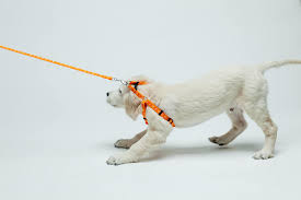 How to get a dog to walk on a leash. Dog Refuses To Walk The Guide To Understand Ollie Blog