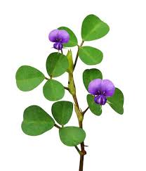 Image result for Grona triflora