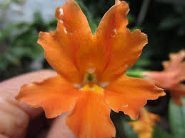 Image result for Mimulopsis solmsii