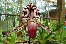 Maybe you would like to learn more about one of these? 15 Rare Flowers In The World And What Makes Them So Travel Earth