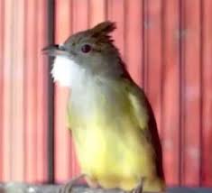 Burung kenari merupakan jenis burung penyanyi, karena kicauannya tergolong unik dan bervareasi, namun kemampuan berkicau burung kenari burung lovebird atau biasa di sebut juga dengan burung lakbet memiliki bentuk paruh yang bengkok dan memiliki banyak jenis yang dibedakan. Mengenal Jenis Cucak Jenggot Beserta Harga Dan Suara