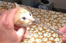 Ciri ciri terkena lalat botfly. Kesulitan Bernapas Dokter Berhasil Mengambil Serangga Besar Hidup Dari Hidung Kucing Ini Kok Bisa Semua Halaman Intisari