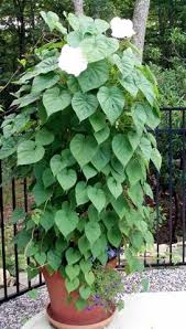 Often mistaken for its cousin, the morning glory, and sweet potato plant. Moonflowers One Of My Favorites In A Pot Supported With Bamboo Poles I Already Have The Seeds Pot And Poles Can T Garden Vines Plants Planting Flowers