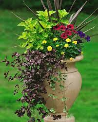 Fresh flowers from our fields, expertly designed and delivered by proflowers®. Best Thriller Plants For Containers Hgtv