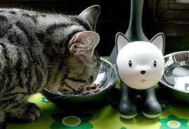 kedi mama kabi evcil hayvanlar kedi hayvanlar