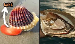 Sebut dan jelaskan lapisan lapisan cangkang pada kerang. 5 Fakta Cara Hidup Kerang Termasuk Bagaimana Ia Berjalan Dan Bisa Hasilkan Mutiara