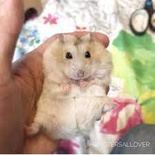 Hamster sexi