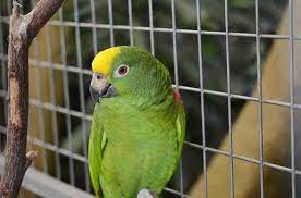 Como Hacer Que Mi Loro Hable 7 Pasos
