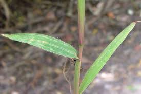 Image result for Paspalum conjugatum
