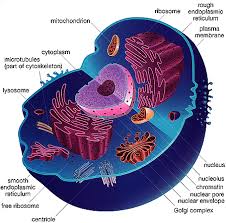 A Typical Animal Cell Wallpaper Animal Cell Project Plant And Animal Cells Animal Cell Nuclear membranes surround the cytoplasm of nucleus known as nucleoplasm. animal cell project