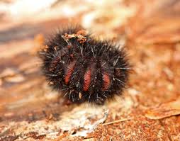 After sleeping over winter, it weaves cocoon from its body. Giant Leopard Moth Caterpillar Most Popular Photos Jungledragon