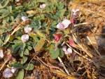Image result for Tephrosia meisneri