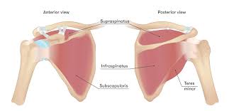 Check spelling or type a new query. Shoulder Popping Clicking And Cracking What Does It Mean