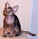 Devon Rex Kittens For Sale by Reputable Breeders ...