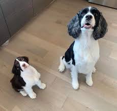 We did not find results for: English Springer Spaniel For Sale English Springer For Sale Near Me English Springer For Sale English Springer For Sale Nebraska English Springer For Sale Texas English Springer For Sale Mn English