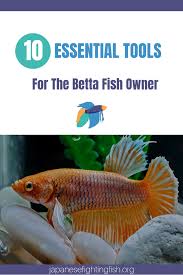 The Betta Fish Owners Toolbox 10 Tools A Betta Fish Owner Should Not Be Without Betta Fish Fish Betta