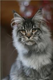 Pin On P U Surgery Cats