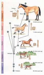 Horse Evolution Chart Reading Industrial Wiring Diagrams