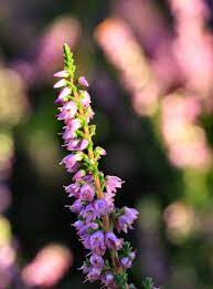 Heather Spotlight By Caloxort On Deviantart British Wild Flowers Heather Flower Scottish Flowers