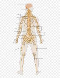 For instance, the brain is situated within the cranial cavity and weighs less than 1.5 kgs. Te Nervous System Diagram Unlabeled Nervous System Diagram Hd Png Download 871x1023 5483028 Pngfind