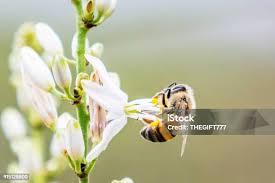 Image result for Chlorophytum krookianum