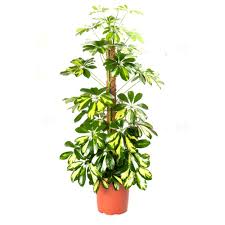 Veiled chameleon interior setup can actually be rather simple and easy to maintain. Plants And Decorations Plants Plant Decor Chameleon Plant