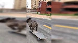 Bouledogue or bouledogue français) is a breed of domestic dog, bred to be companion dogs. This French Bulldog Can Skateboard Better Than Most People Video Dailymotion