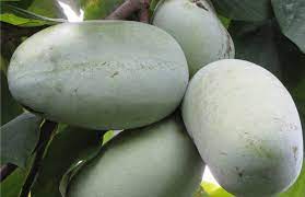 0 watchers246 page views0 deviations. Atwood Pawpaw Hillbilly Pawpaws Persimmon Trees