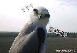在屏東鳳梨田的梗圖黑翅鳶 猛禽 148694 癮科技cool3c formosa animals owl