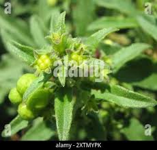 Image result for Clerodendrum ternatum