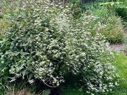 Image result for Clematis recta atropurpurea