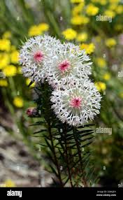 Image result for Thymelaeaceae