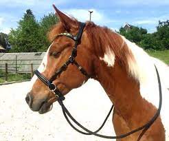 Ohne gebiss zu reiten, war schon immer ein wunsch von m. Die Wahl Des Richtigen Gebisslos Zaumes 4my Horse