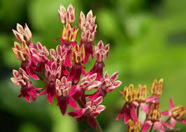 Photo Detail Asclepias Milkweed Image