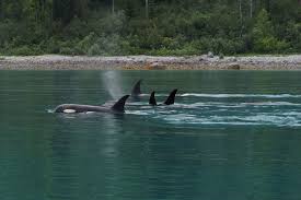 In The Battle At Seaworld, The Whales Have Won -- Nymag
