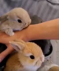 Pin By Francois Hsc On Animals Video Cute Baby Animals Funny Animal Videos Cute Little Animals