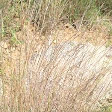 Image result for Hyparrhenia welwitschii