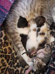 Looking for a good deal on female kitten? Four Free Kittens To Furever Homes