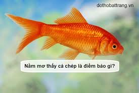Hình ảnh cá chép mang rất nhiều ý nghĩa theo quan niệm của người xưa để hiện, ý nghĩa nổi bật nhất. Giáº£i Ä'ap Náº±m MÆ¡ Tháº¥y Ca Chep La Ä'iá»m Bao Gi Ä'anh Con Sá»' Máº¥y